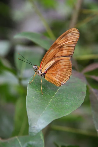 Πεταλούδα Που Κάθεται Ένα Πράσινο Φύλλο — Φωτογραφία Αρχείου