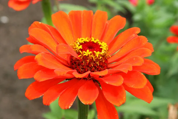 Closeup View Beautiful Flower Garden — Stock Photo, Image