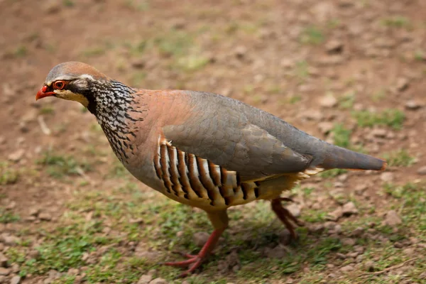 Primo Piano Bellissimo Uccello — Foto Stock