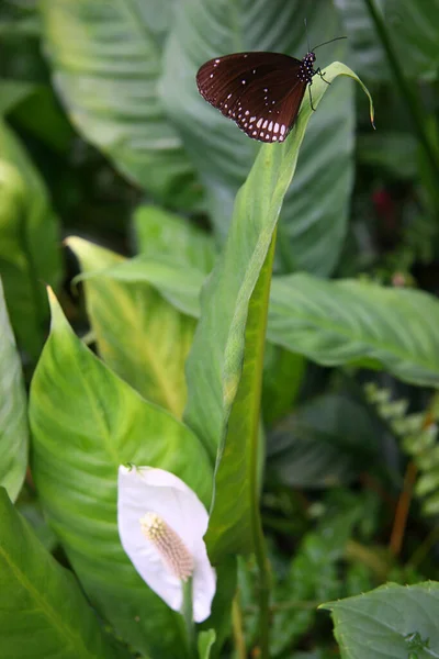 Beautiful Butterfly Flower — Stock Photo, Image