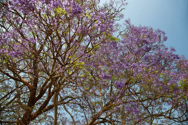 Floração Exuberante Jacaranda Árvore Contra Céu Azul — Fotografia de Stock