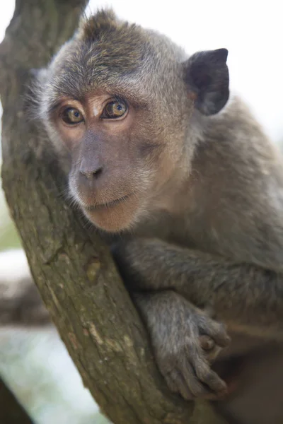 Granchio Macaco Dalla Coda Lunga Macaca Fascicularis Rilassato Osservando Zona — Foto Stock