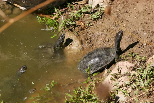 Şirin kaplumbağaların yakın çekim görüntüsü 