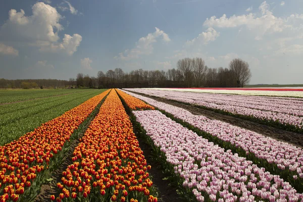 Bellissimi Tulipani Fiore Nel Campo — Foto Stock