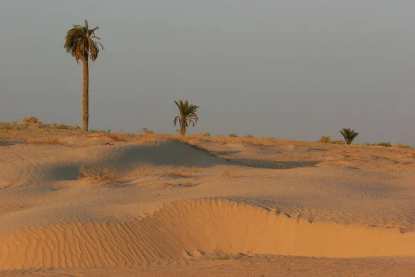 Vista Palmeras Desierto — Foto de Stock