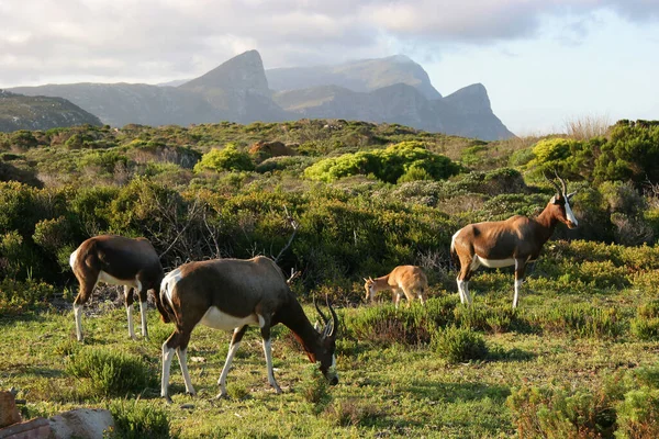Antilop Csoport Természetben Nemzeti Park — Stock Fotó