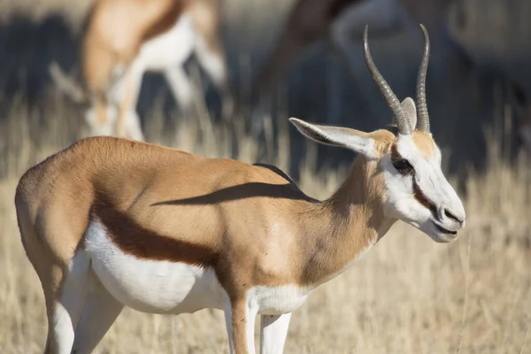 Springbok Antidorcas Marsupialis Séta Legeltetés Sivatag Száraz Gyepén — Stock Fotó