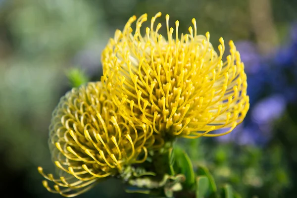 Detailní Záběr Kvetoucího Pinčového Polštáře Protea — Stock fotografie