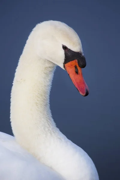 Cisne Branco Lago — Fotografia de Stock