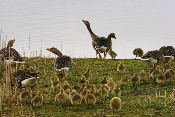 Patos Polluelos Orilla Del Río — Foto de Stock