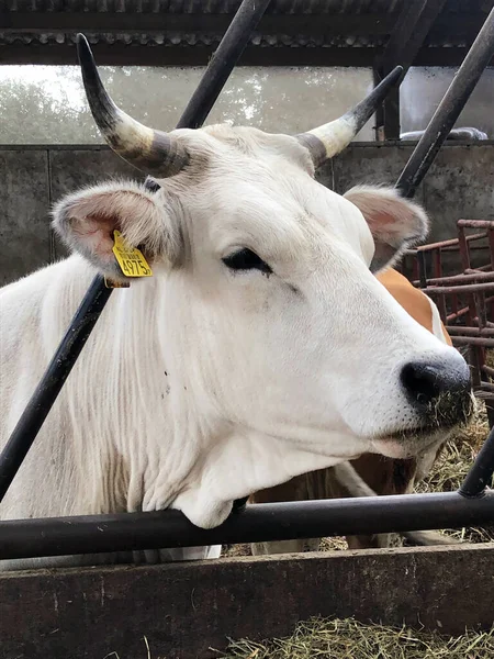 Primer Plano Una Vaca Una Granja — Foto de Stock