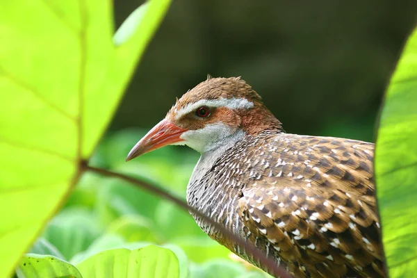 Vogel Wald — Stockfoto