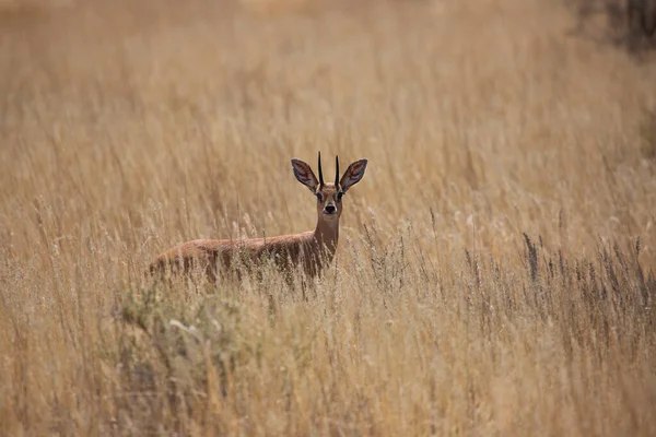 Springfield, Antidorcas Marsupialis, çölün kuru otlaklarında yürüyor ve otluyor.
