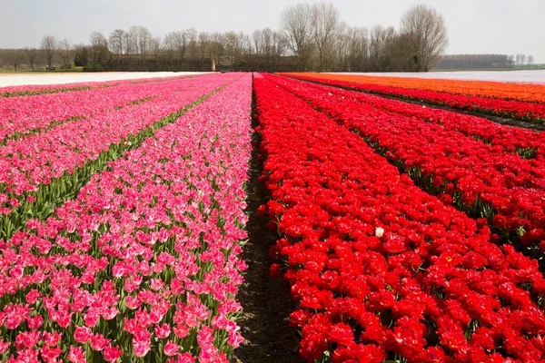 Renkli lalelerle dolu geniş çiçek tarlaları 