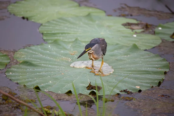 Blick Auf Einen Tropischen Vogel Natürlichem Lebensraum — Stockfoto