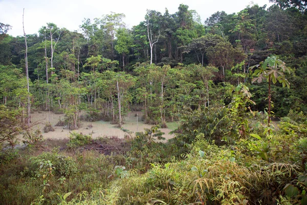 Vista Elevada Del Pantano Escena Selva Verde — Foto de Stock