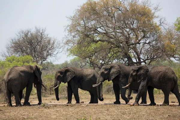 Éléphants Dans Parc National — Photo