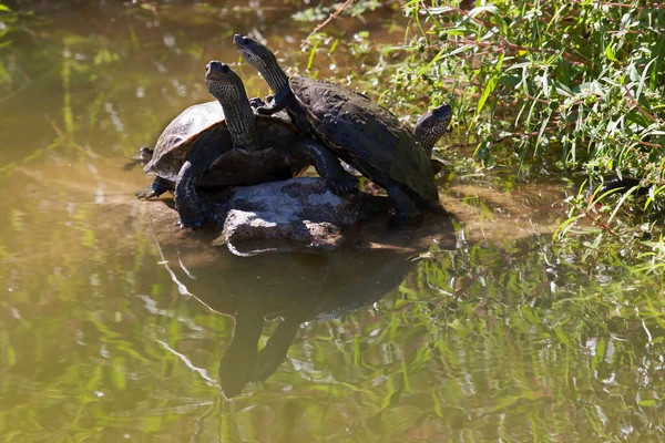 Close Zicht Van Schattige Schildpadden — Stockfoto