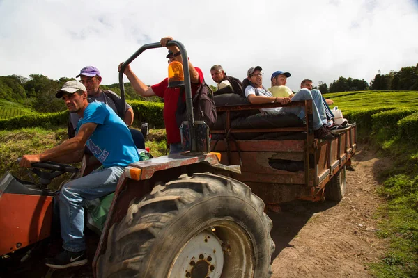 Trabalhadores Campos Produção Agrícola Com Fileiras Arbustos Chá Únicas Propriedades — Fotografia de Stock