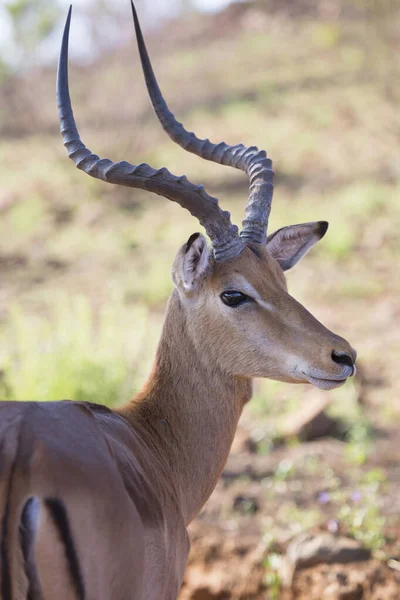 Een Groep Wilde Antilopen Savanne — Stockfoto