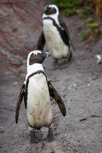 Niedliche Pinguine Meeresstrand — Stockfoto