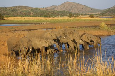 Afrika savanası filleri banyo yapıyor, oynuyor ve kendilerine su ve çamur püskürtüyorlar.