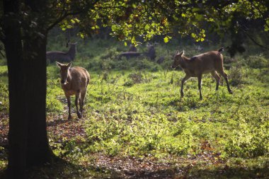 Ormandaki genç bir geyiğin güzel bir görüntüsü.