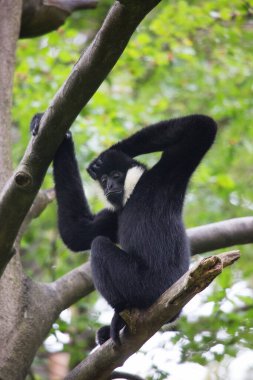 Siyah beyaz kuyruklu lemur ağaçta oturuyor.