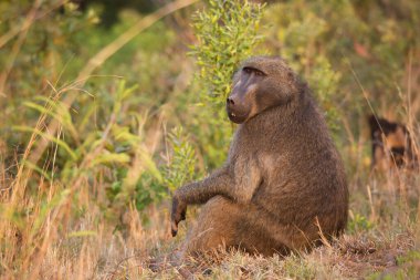 Vahşi ortamda şirin babunlar.