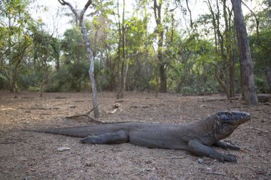 Komodo Ejderhası doğal yaşam alanında, Komodo Parkı, Endonezya