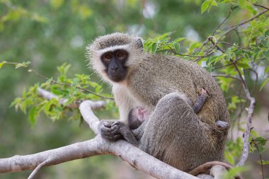 Anne Velvet Maymunu 'nu, Chlorocebus Pigerythrus' u ve bebek emziren sütü yakın planda besleyin.