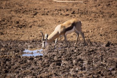 Springfield, Antidorcas Marsupialis, çölün kuru otlaklarında yürüyor ve otluyor.