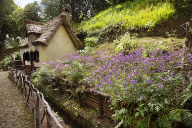 Bahçedeki güzel çiçekler