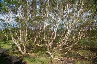 Dağlarda çekilen güzel orman yeşilliği