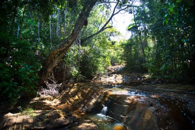 Ormanda güzel bir şelale