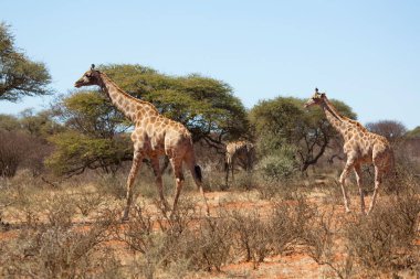 Güney Afrika ya da Cape zürafası, Züraffa camelopardalis, ağaçların tepesinden otlamak için savanada yürüyorlar.