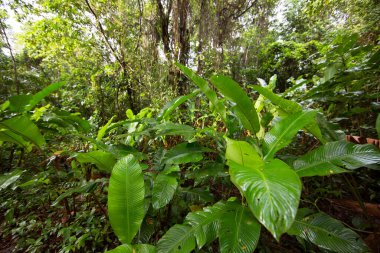 Brezilya 'nın Atlantik yağmur ormanı adı verilen aşılmaz bir bitki karışıklığı ile yoğun tropikal bulut ormanı