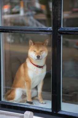 Köpek pencere eşiğinde oturuyor.