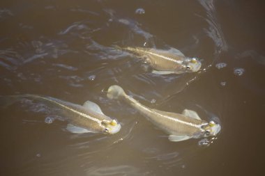 Çamurlu nehir suyunda yüzen balık