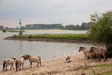 Hollanda kıyıları boyunca başıboş gezen vahşi Konik atları sürüsü.