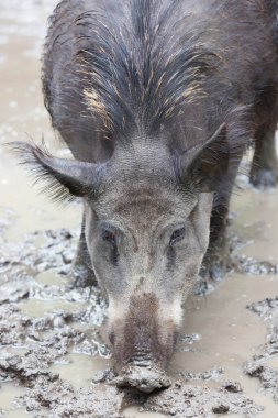 Ormandaki genç bir Afrikalı domuzun yakın plan fotoğrafı.