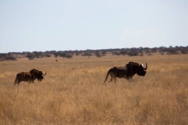 Siyah antilop ya da beyaz kuyruklu gnu, Connochaetes Gnou, açık ovalarda yürüyor.