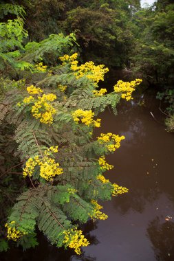 Bahçedeki güzel çiçekler