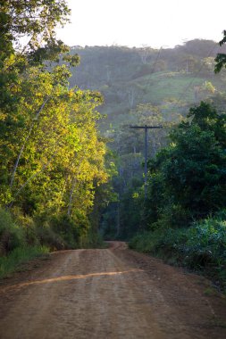 Güzel botanik çekimi, tropik yeşillik boyunca uzanan patika.
