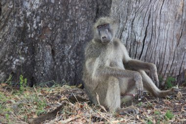 Vahşi ortamda şirin babunlar.