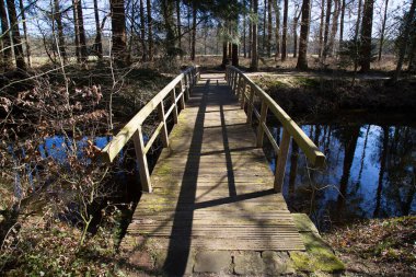 Güneşli ormanda, nehrin üzerinde tahta tahta kaldırım.
