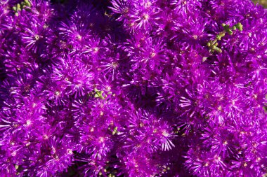 Çayırda açan güzel çiçekler