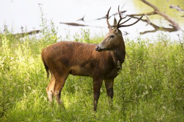 Ormanda güzel bir kızıl geyik 