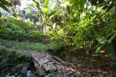 Güzel botanik çekimi, tropik yeşillik