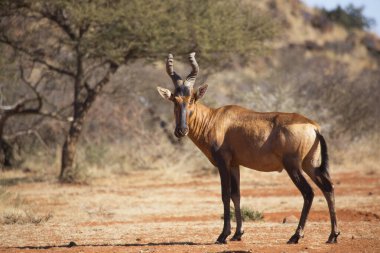 Yaygın tsessebe veya sassaby, Damaliscus lunatus, alt türler lunatus, kuru çayırlarda otlayan